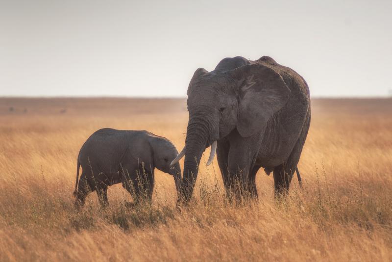 مجموعة صور #فيلة #فيل #Elephants #طبيعة #Nature #حيوانات #Animals عالية الوضوح - 319