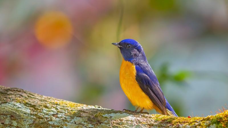 مجموعة صور #عصافير #عصفور #طيور #طير #Birds عالية الوضوح - 583
