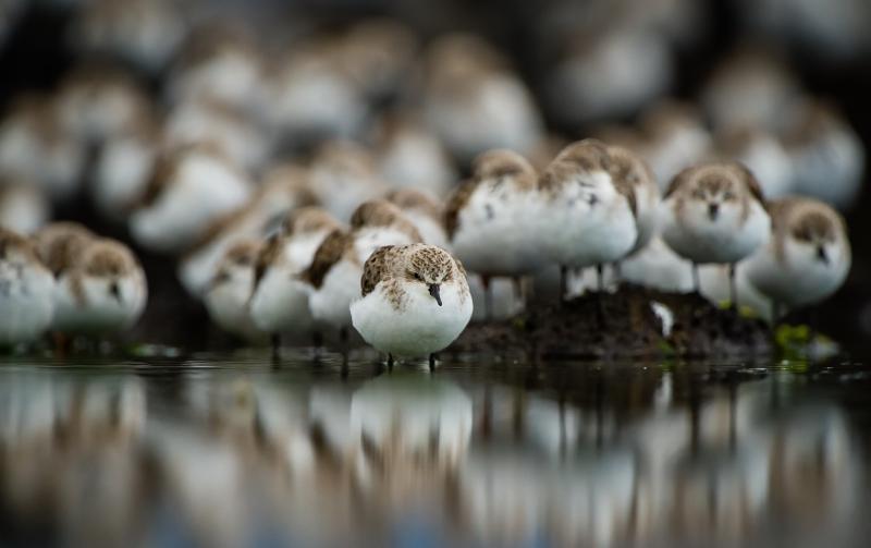 مجموعة صور #عصافير #عصفور #طيور #طير #Birds عالية الوضوح - 598