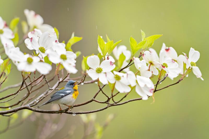 مجموعة صور #عصافير #عصفور #طيور #طير #Birds عالية الوضوح - 597