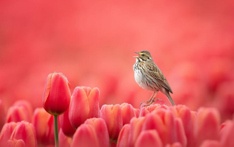 مجموعة صور #عصافير #عصفور #طيور #طير #Birds عالية الوضوح - 568