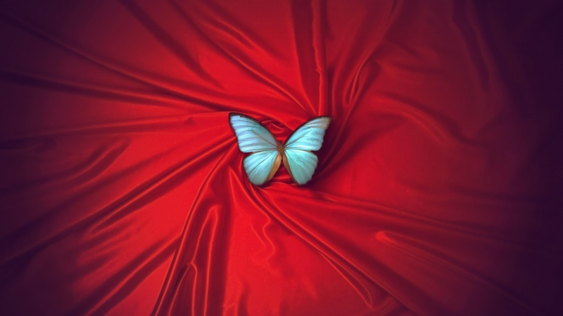 صور #فراشة #فراشات #Butterfly #طبيعة #Nature عالية الوضوح #خلفيات - 223