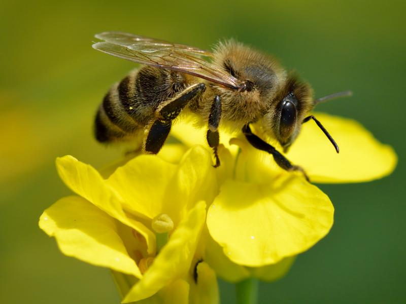 صور و #خلفيات #عسل #Honey #طعام #Food عالية الوضوح - 67