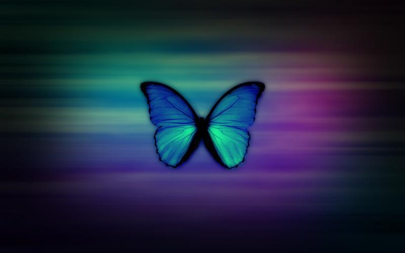 صور #فراشة #فراشات #Butterfly #طبيعة #Nature عالية الوضوح #خلفيات - 4