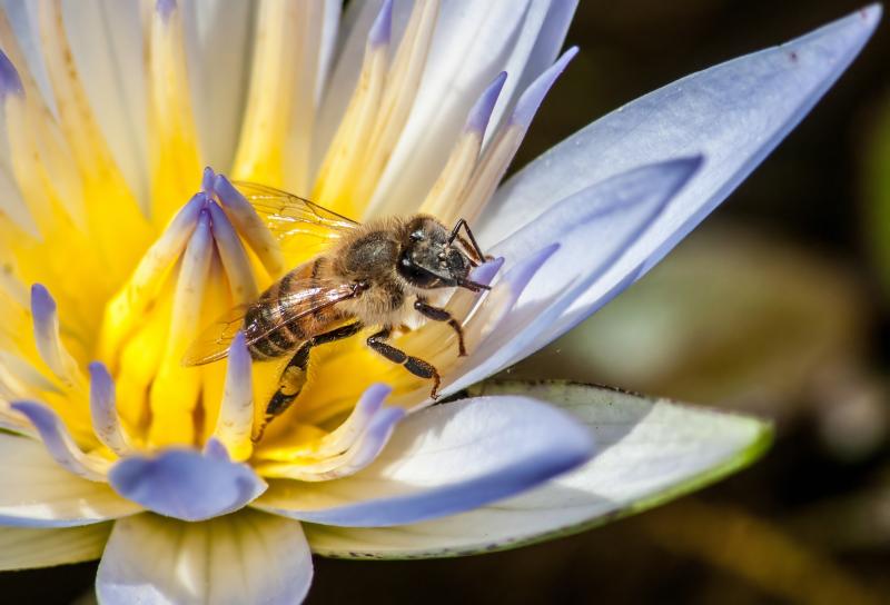 صور و #خلفيات #عسل #Honey #طعام #Food عالية الوضوح - 68
