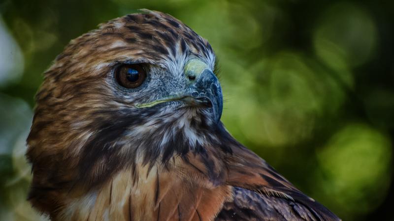 صور #صقور #صقر #Falcons #حيوانات #Animals #طيور #Birds عالية الوضوح - 100