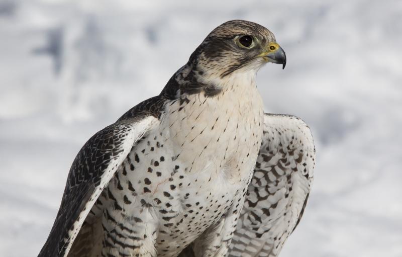 صور #صقور #صقر #Falcons #حيوانات #Animals #طيور #Birds عالية الوضوح - 97