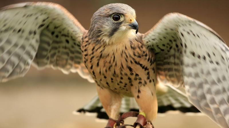 صور #صقور #صقر #Falcons #حيوانات #Animals #طيور #Birds عالية الوضوح - 85