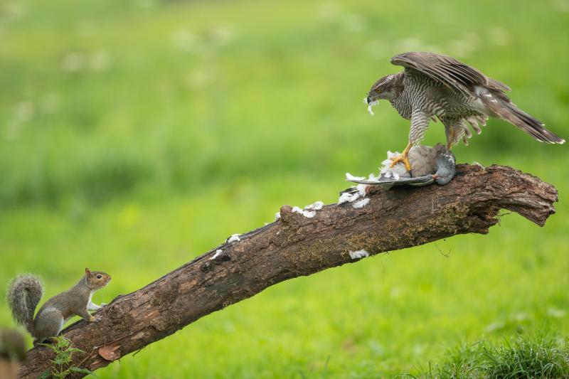 صور #صقور #صقر #Falcons #حيوانات #Animals #طيور #Birds عالية الوضوح - 111