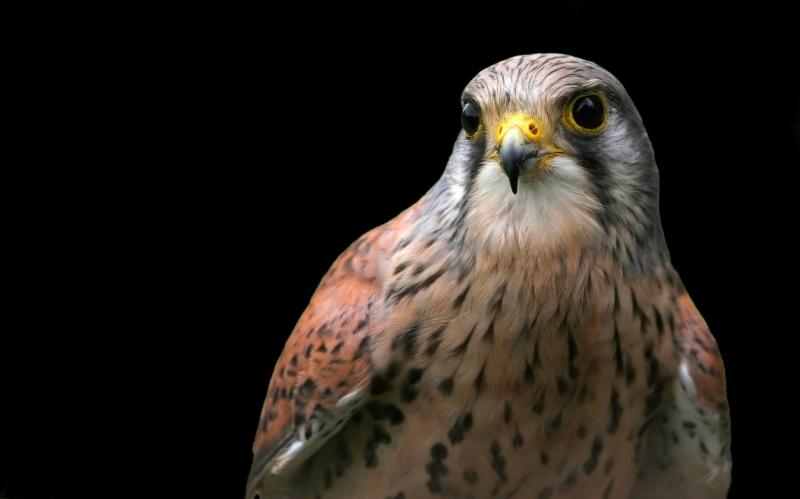 صور #صقور #صقر #Falcons #حيوانات #Animals #طيور #Birds عالية الوضوح - 86