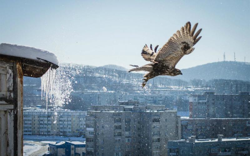 صور #صقور #صقر #Falcons #حيوانات #Animals #طيور #Birds عالية الوضوح - 92