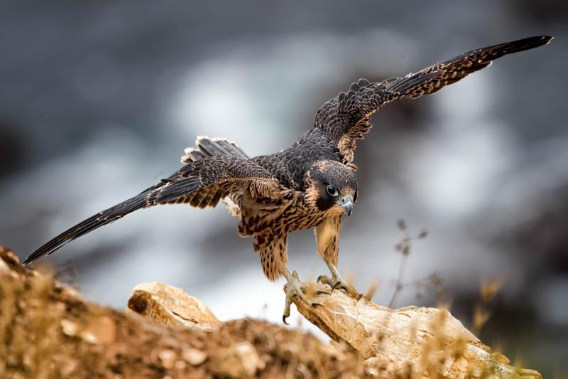 صور #صقور #صقر #Falcons #حيوانات #Animals #طيور #Birds عالية الوضوح - 103