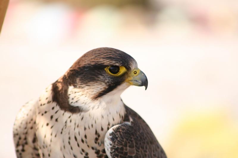 صور #صقور #صقر #Falcons #حيوانات #Animals #طيور #Birds عالية الوضوح - 88