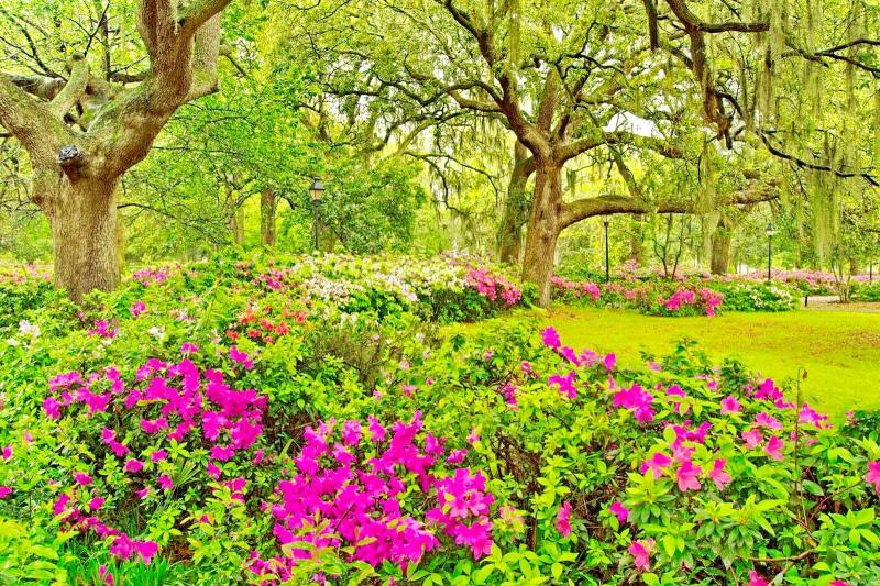 #خلفيات فصل ال #ربيع #Spring عالية الوضوح - 83