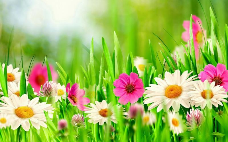 #خلفيات فصل ال #ربيع #Spring عالية الوضوح - 69