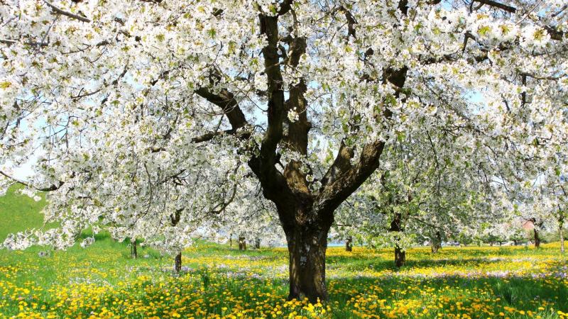 #خلفيات فصل ال #ربيع #Spring عالية الوضوح - 52