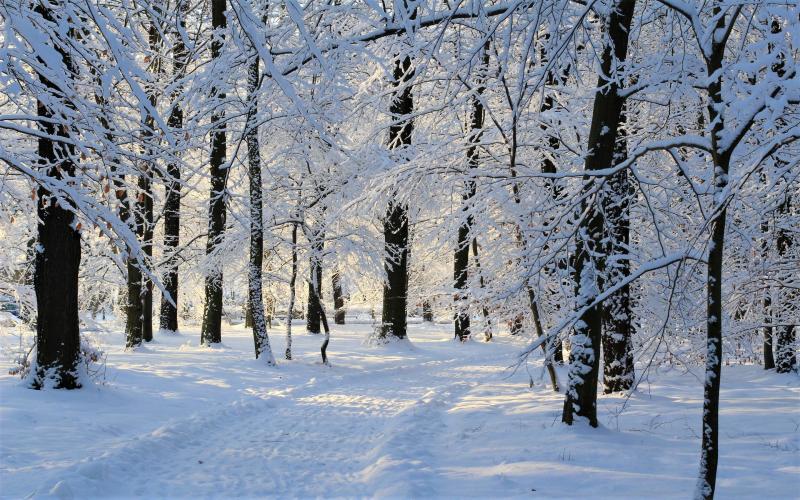 #خلفيات #شتاء #Winter عالية الوضوح - 195