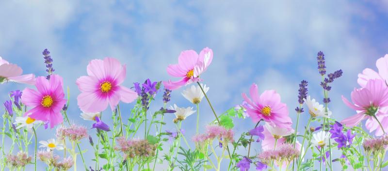 #خلفيات فصل ال #ربيع #Spring عالية الوضوح - 48