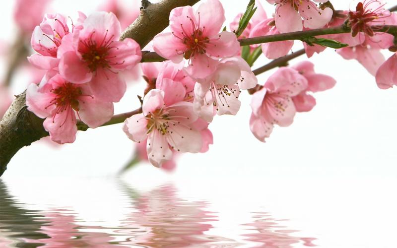 صور #أزهار #زهور #بلوسوم #Blossom منوعة عالية الوضوح #خلفيات - 37