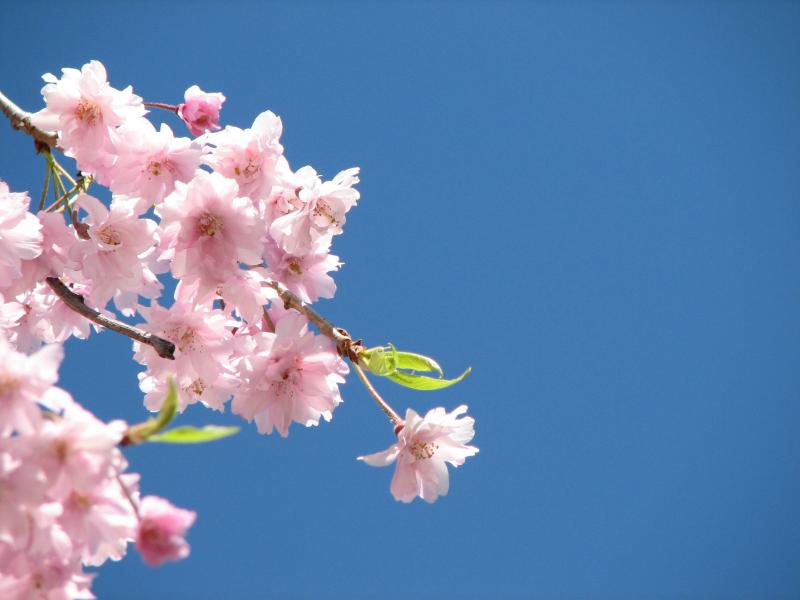 صور #أزهار #زهور #بلوسوم #Blossom منوعة عالية الوضوح #خلفيات - 1