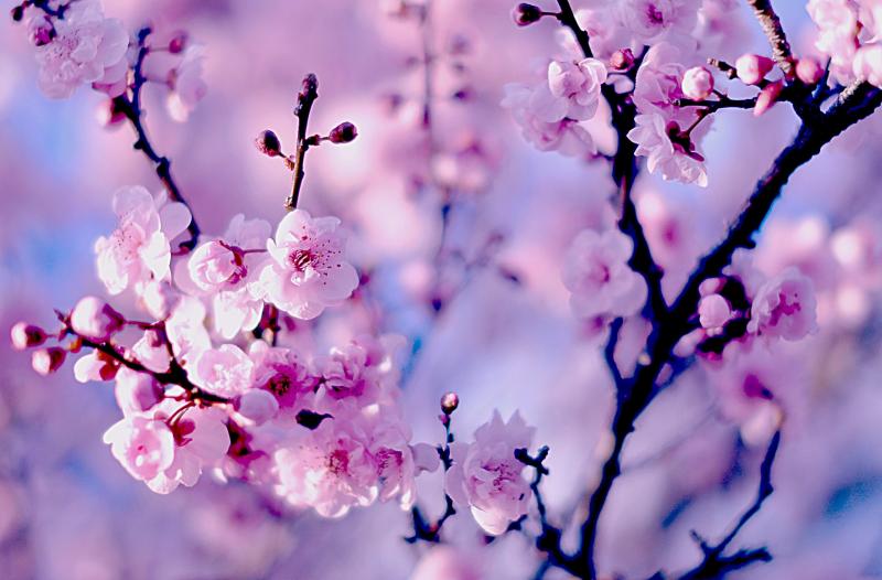 صور #أزهار #زهور #بلوسوم #Blossom منوعة عالية الوضوح #خلفيات - 22