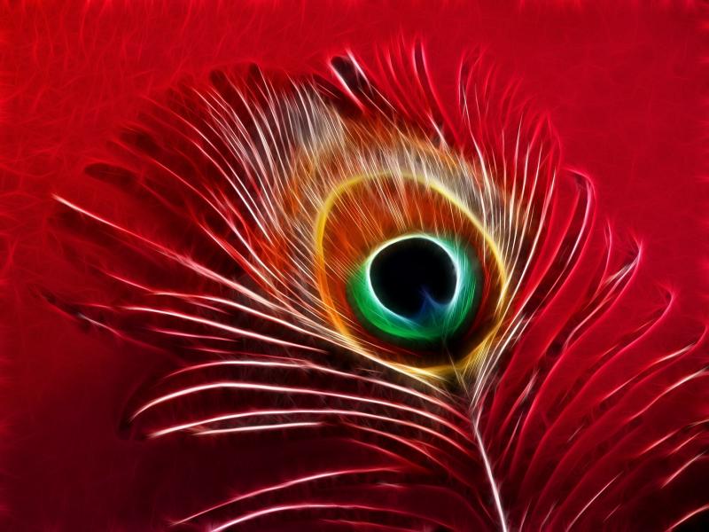 صور #ريشة #ريش #Feather #طائر #Birds #خلفيات #عالية الوضوح - 159
