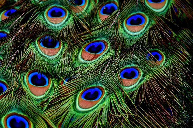 صور #ريشة #ريش #Feather #طائر #Birds #خلفيات #عالية الوضوح - 170