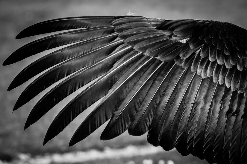 صور #ريشة #ريش #Feather #طائر #Birds #خلفيات #عالية الوضوح - 164