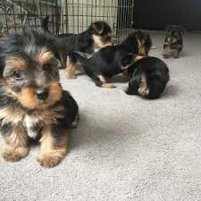 Teacup yorkie