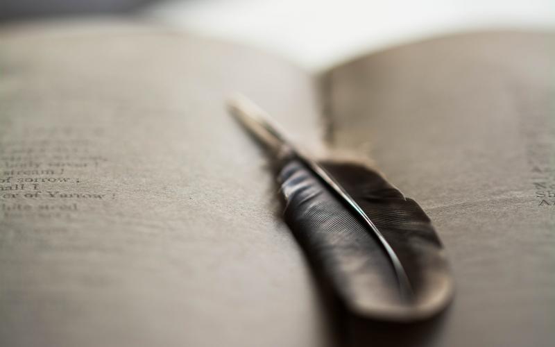 صور #ريشة #ريش #Feather #طائر #Birds #خلفيات #عالية الوضوح - 161