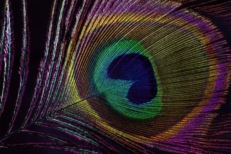 صور #ريشة #ريش #Feather #طائر #Birds #خلفيات #عالية الوضوح - 167