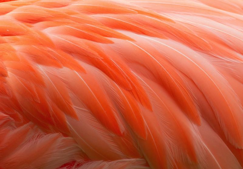 صور #ريشة #ريش #Feather #طائر #Birds #خلفيات #عالية الوضوح - 155