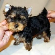 Teacup yorkie