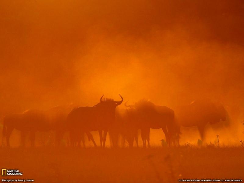 صور من #بوتسوانا #Botswana عالية الوضوح - 28