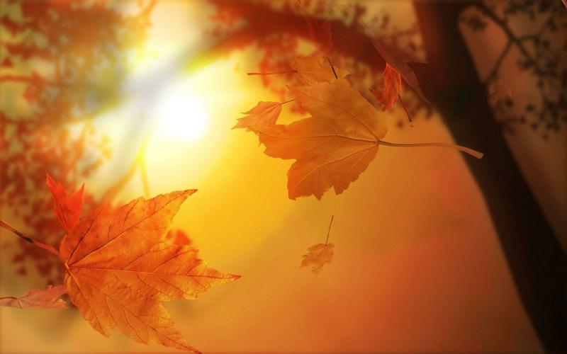#خلفيات #طبيعة #Nature #خريف #Autumn عالية الوضوح - 16