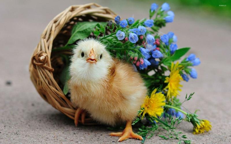 صور #صيصان #صوص #Chicks #حيوانات #Animals عالية الوضوح - 36