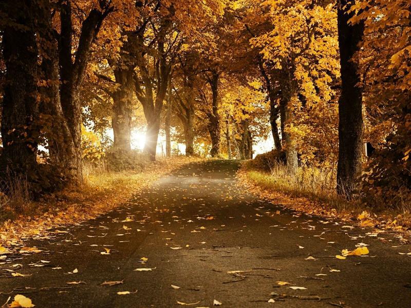 #خلفيات #طبيعة #Nature #خريف #Autumn عالية الوضوح - 11