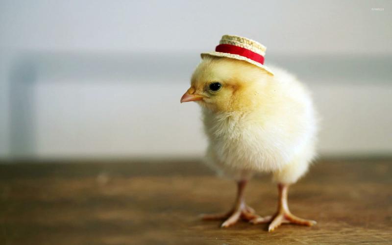 صور #صيصان #صوص #Chicks #حيوانات #Animals عالية الوضوح - 11