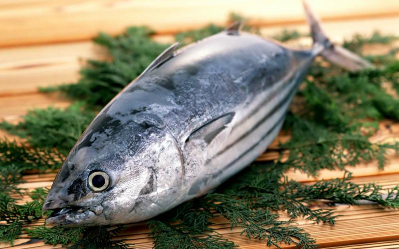 صور #سمك_التونا #Tuna #حيوانات #Animals عالية الوضوح - 33
