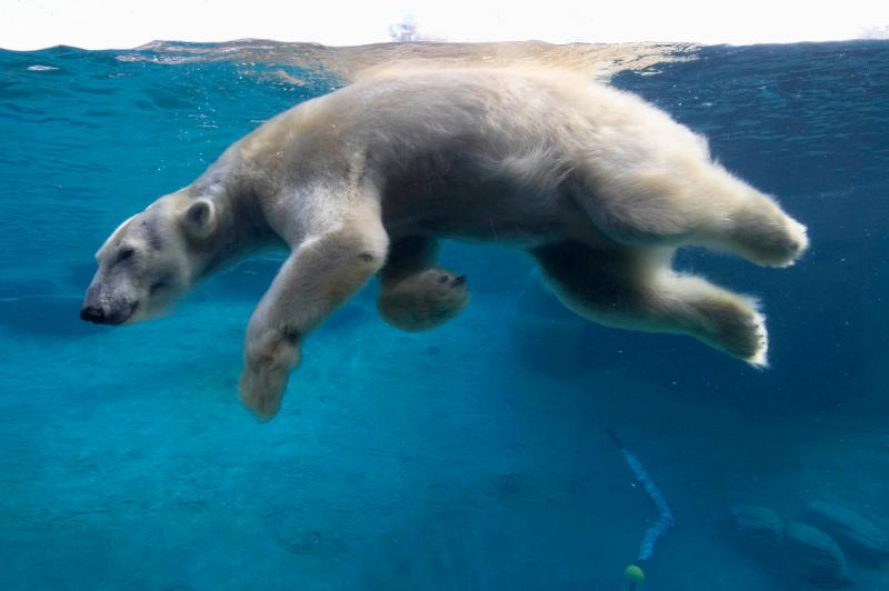 صور #سباحة #Swimming #بحر #Sea #مياه #Water عالية الوضوح - 55