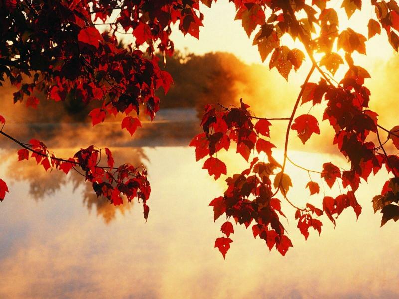 #خلفيات #طبيعة #Nature #خريف #Autumn عالية الوضوح - 7