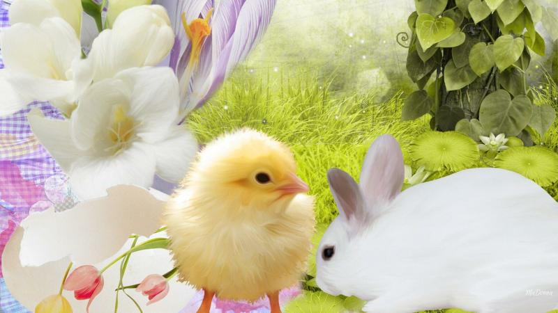 صور #صيصان #صوص #Chicks #حيوانات #Animals عالية الوضوح - 4