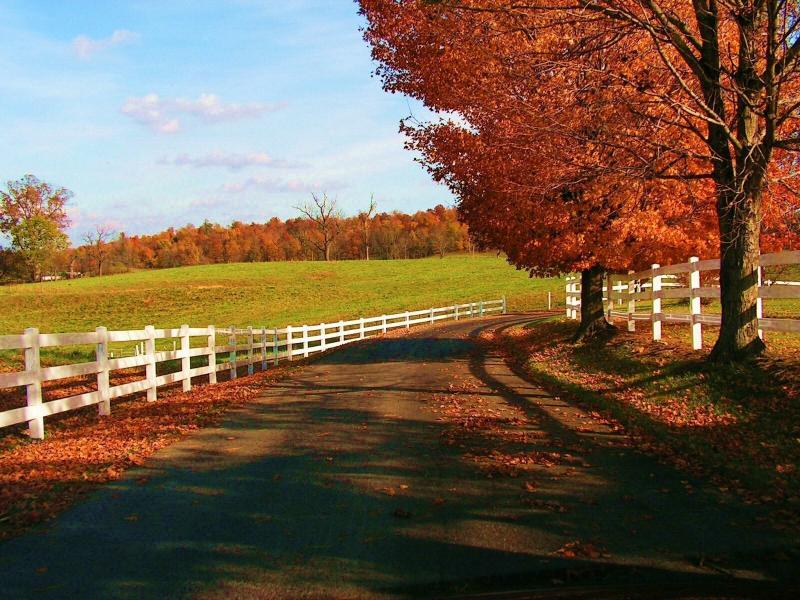 #خلفيات #طبيعة #Nature #خريف #Autumn عالية الوضوح - 20