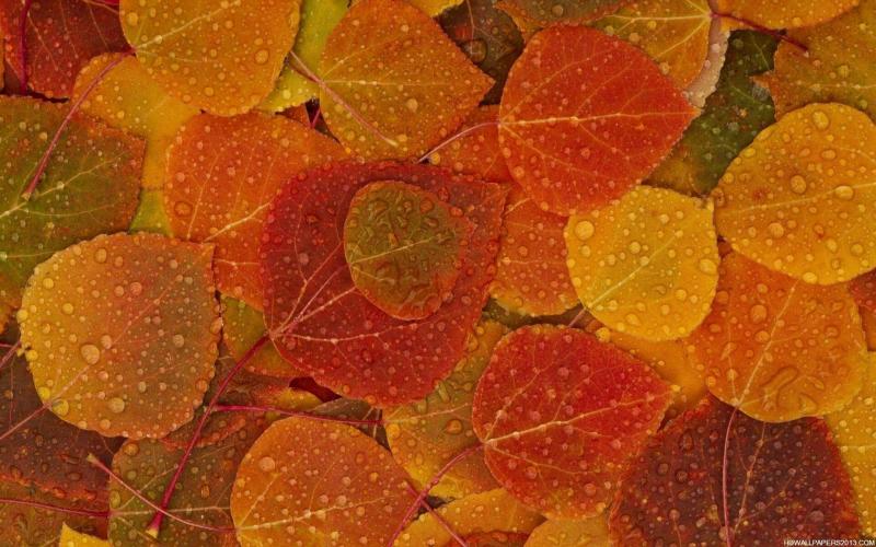 #خلفيات #طبيعة #Nature #خريف #Autumn عالية الوضوح - 17