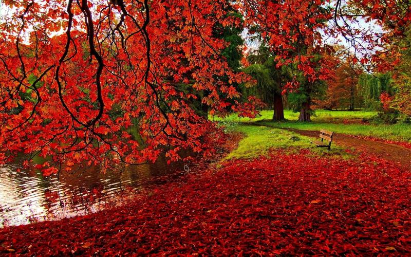 #خلفيات #طبيعة #Nature #خريف #Autumn عالية الوضوح - 12