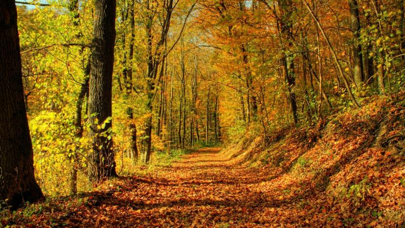 #خلفيات #طبيعة #Nature #خريف #Autumn عالية الوضوح - 14