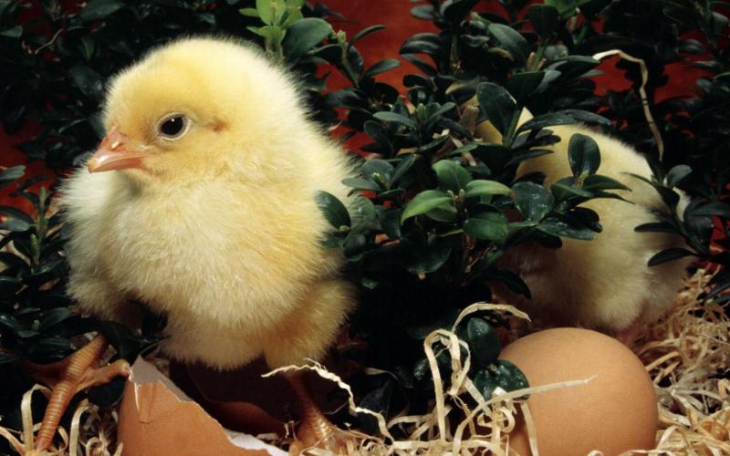 صور #صيصان #صوص #Chicks #حيوانات #Animals عالية الوضوح - 32