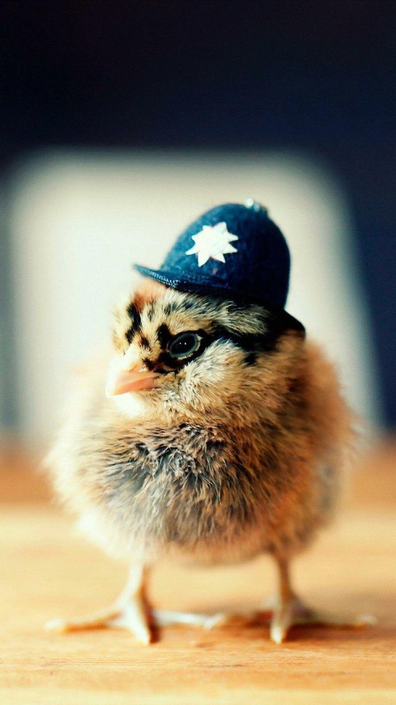 صور #صيصان #صوص #Chicks #حيوانات #Animals عالية الوضوح - 43