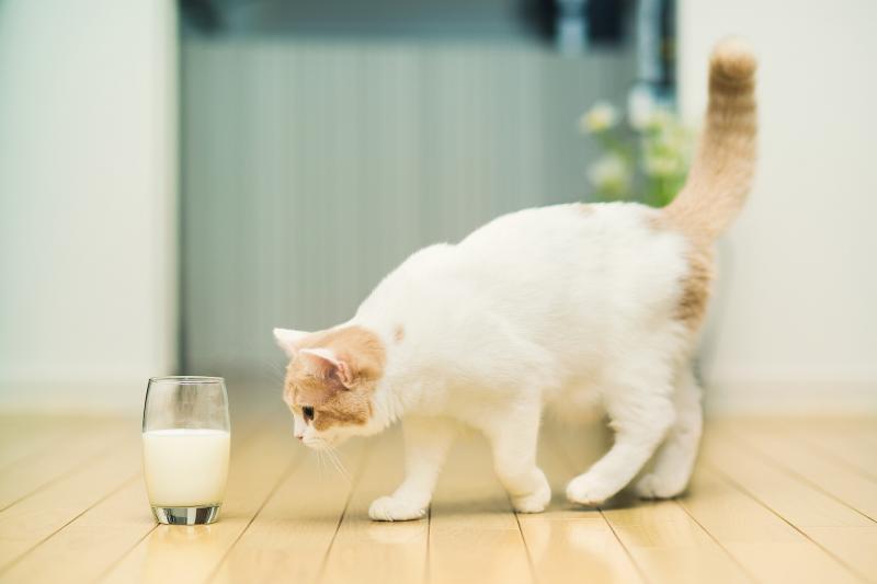 صور #حليب #Milk #طعام #Food عالية الوضوح - 8