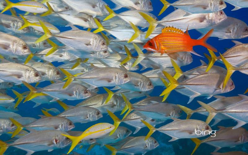 صور #سمك_التونا #Tuna #حيوانات #Animals عالية الوضوح - 30